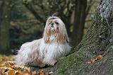 SHIH TZU 151